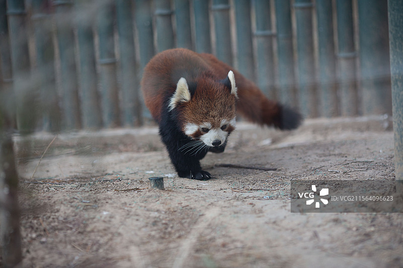 北京动物园小熊猫高清图片图片素材