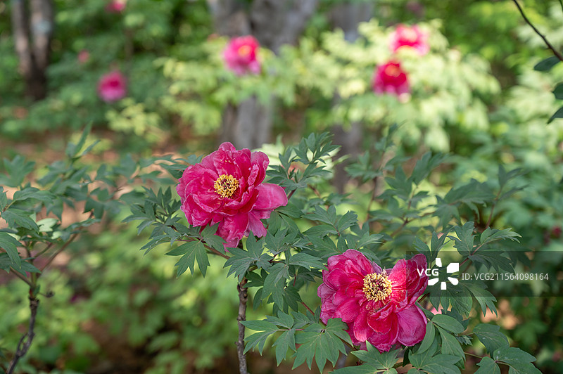 洛阳牡丹花，洛阳牡丹节牡丹园内盛开的的牡丹图片素材