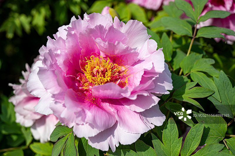 洛阳牡丹花，洛阳牡丹节牡丹园内盛开的的牡丹图片素材