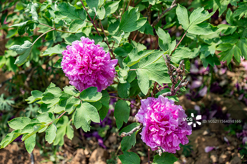 洛阳牡丹花，洛阳牡丹节牡丹园内盛开的的牡丹图片素材