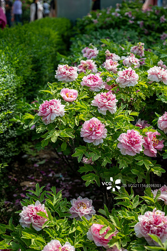 洛阳牡丹花，洛阳牡丹节牡丹园内盛开的的牡丹图片素材