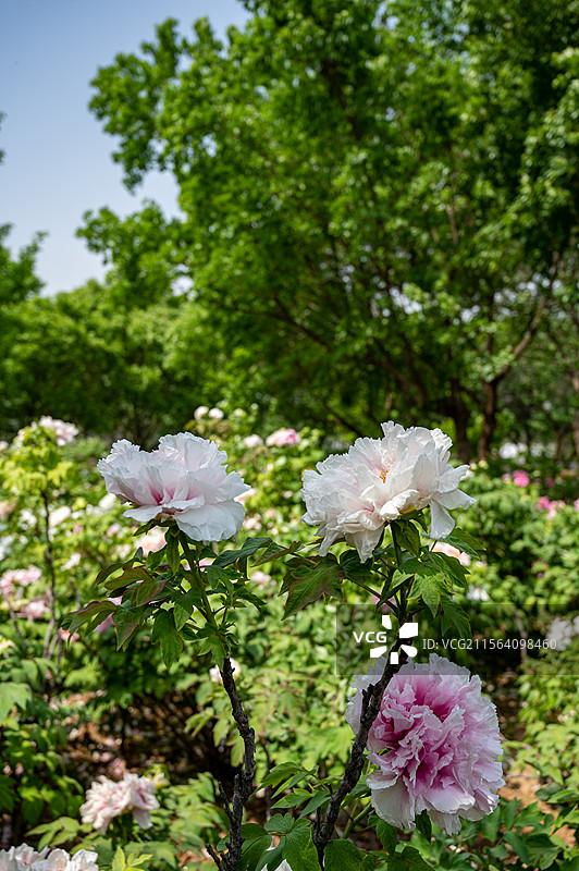 洛阳牡丹花，洛阳牡丹节牡丹园内盛开的的牡丹图片素材