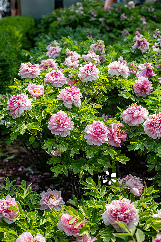 洛阳牡丹花，洛阳牡丹节牡丹园内盛开的的牡丹图片素材