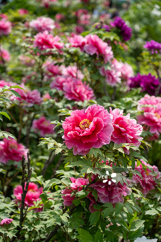 洛阳牡丹花，洛阳牡丹节牡丹园内盛开的的牡丹图片素材
