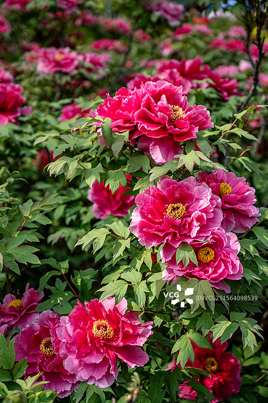 洛阳牡丹花，洛阳牡丹节牡丹园内盛开的的牡丹图片素材