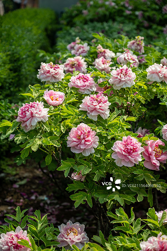 洛阳牡丹花，洛阳牡丹节牡丹园内盛开的的牡丹图片素材