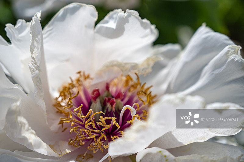 洛阳牡丹花，洛阳牡丹节牡丹园内盛开的的牡丹图片素材