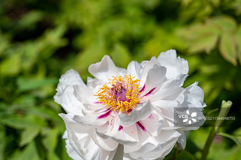 洛阳牡丹花，洛阳牡丹节牡丹园内盛开的的牡丹图片素材