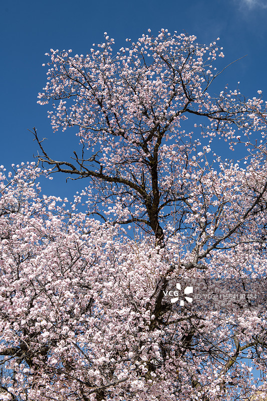 春天，西藏拉萨帕邦喀寺，盛开的粉白桃花与红黄庙墙、金顶相映成趣，形成“世外桃源”般的画面图片素材