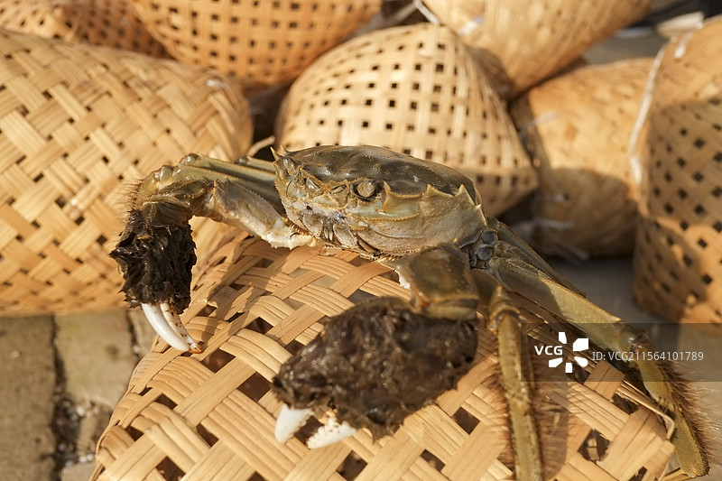 静物螃蟹与编篓图片素材