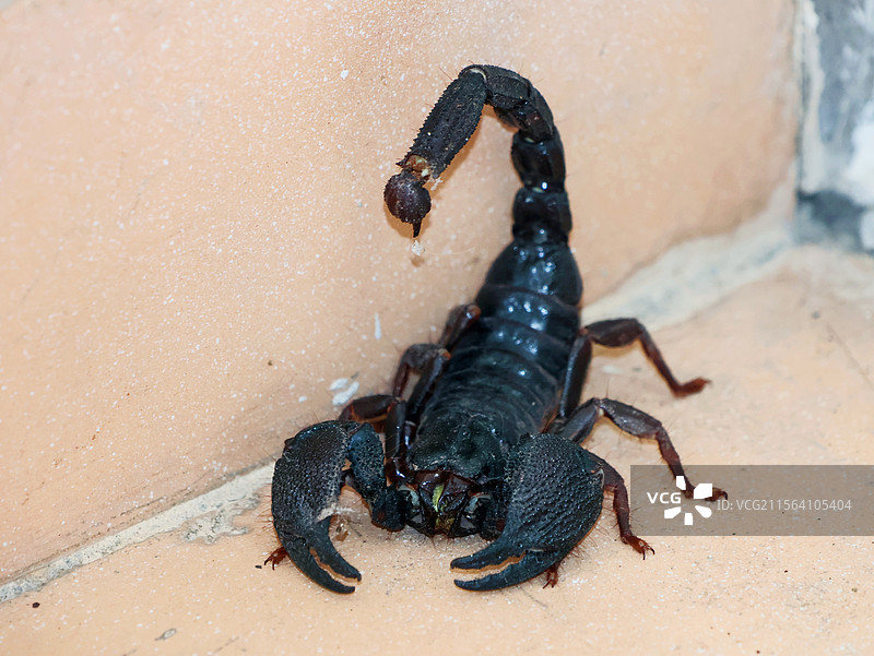 蝎子动物的特写图片素材