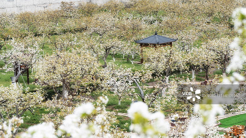 四川广元苍溪梨花博园风光图片素材