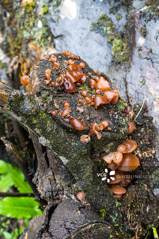 野生木耳 摄于西藏林芝易贡图片素材