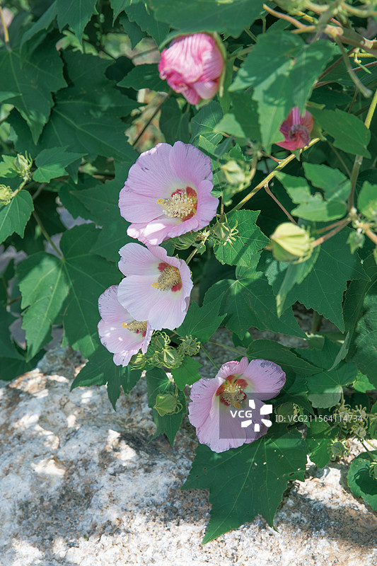 深圳市仙湖植物园自然景观图片素材