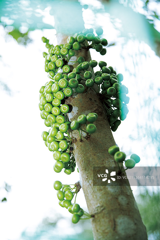 深圳市仙湖植物园自然景观图片素材