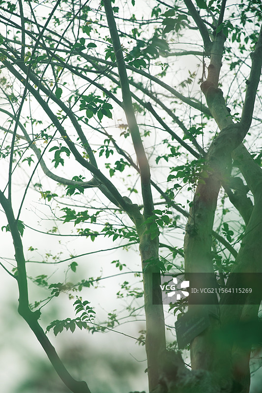 深圳市仙湖植物园自然景观图片素材