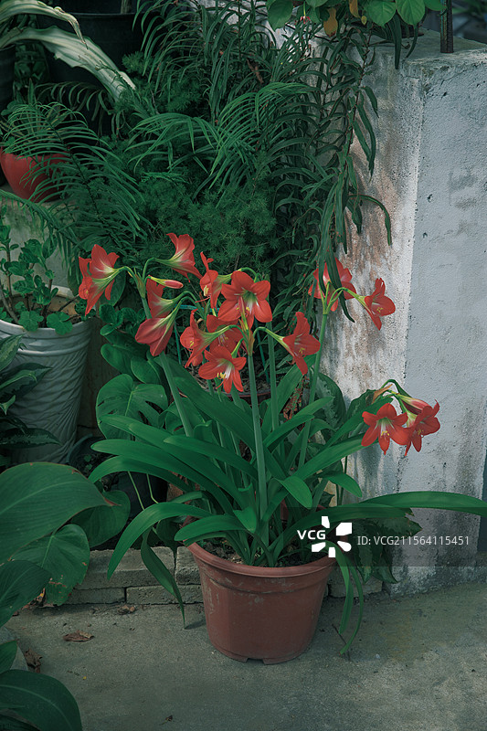 深圳市仙湖植物园自然景观图片素材