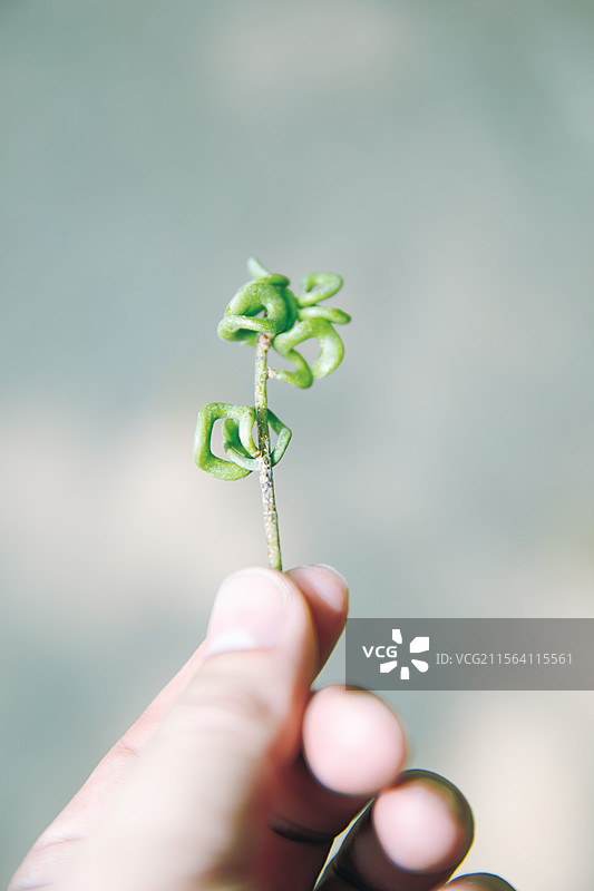 深圳市仙湖植物园自然景观图片素材