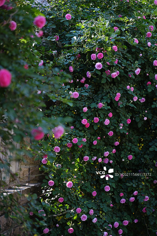 蔷薇花开图片素材