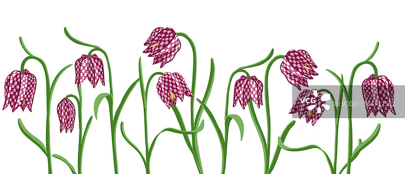 绘制野生花卉——凤仙花图片素材