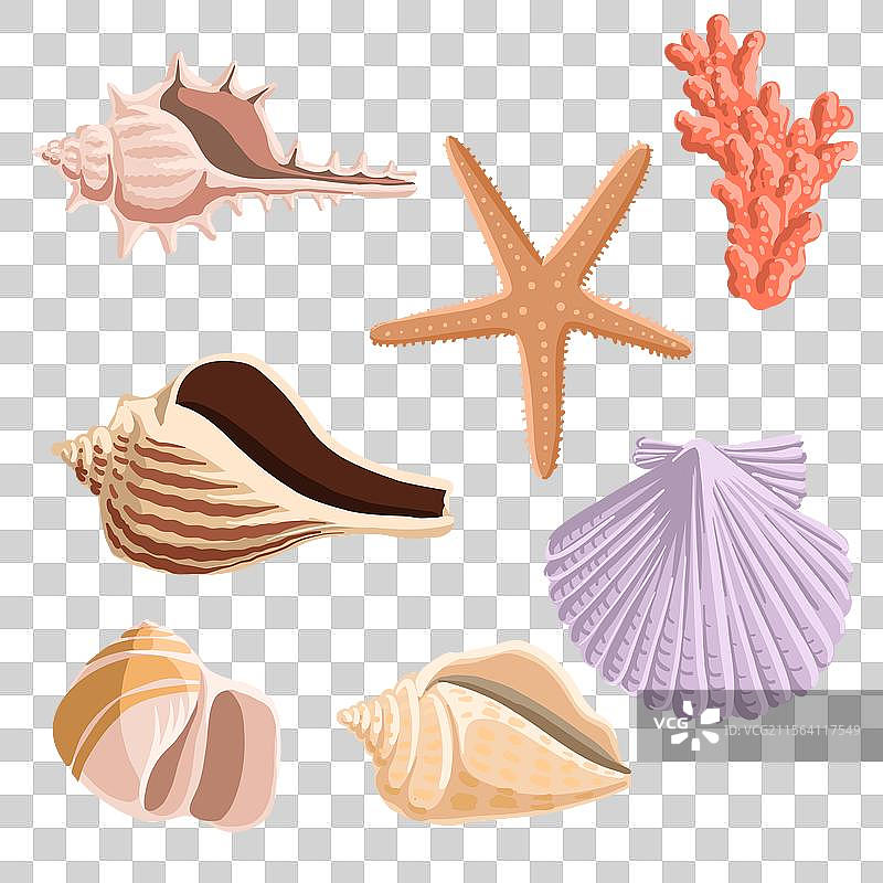 绘制海贝壳图片素材