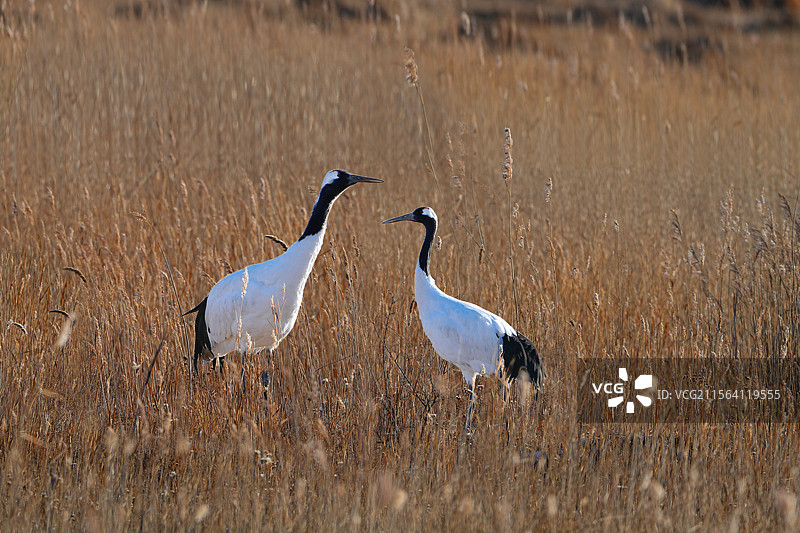 丹顶鹤图片素材
