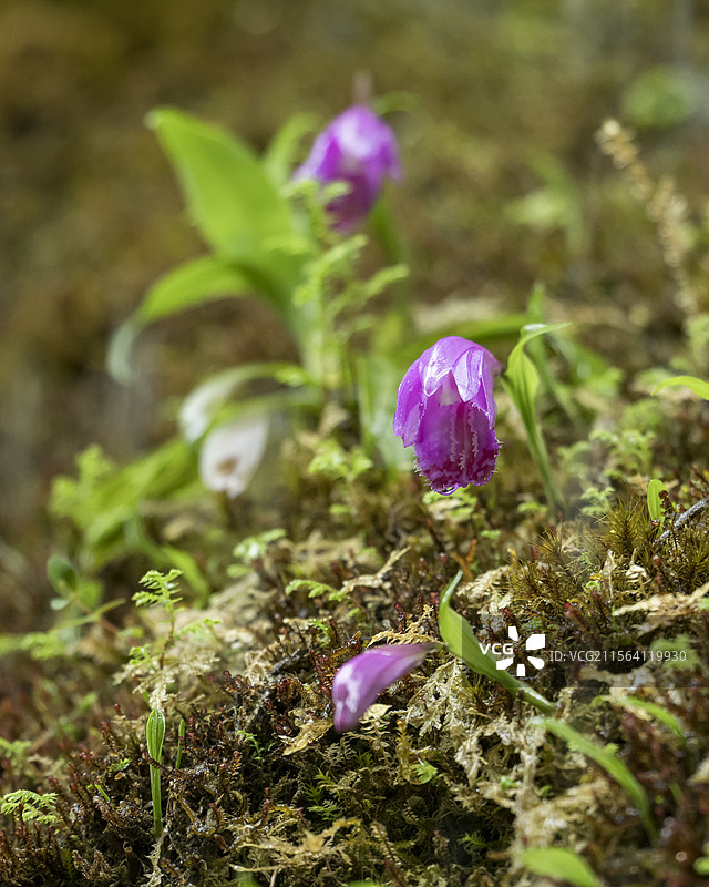 四川荥经龙苍沟森林公园保护植物独蒜兰开花图片素材