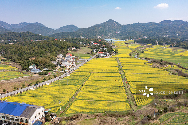 航拍湖南长沙茶亭镇油菜花海图片素材