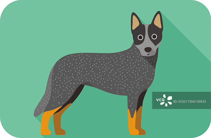 澳大利亚牧牛犬站着 侧面 卡通狗图片素材