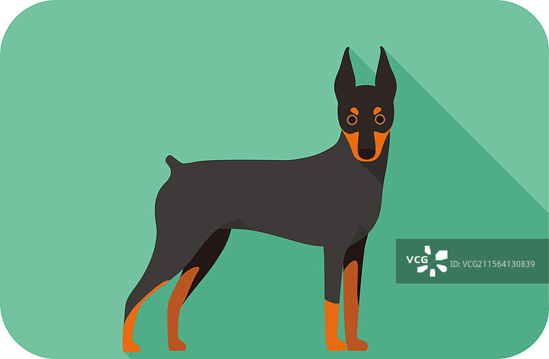 微型杜宾犬站着 面朝前 卡通形象图片素材