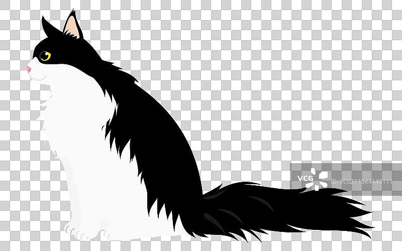 一只长毛猫，黑白双色的缅因猫图片素材