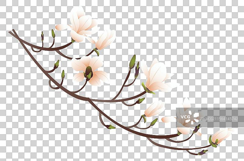 白玉兰紫玉兰花卉矢量插画元素图片素材