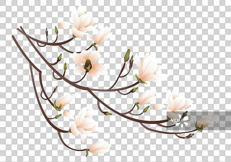 白玉兰紫玉兰花卉矢量插画元素图片素材