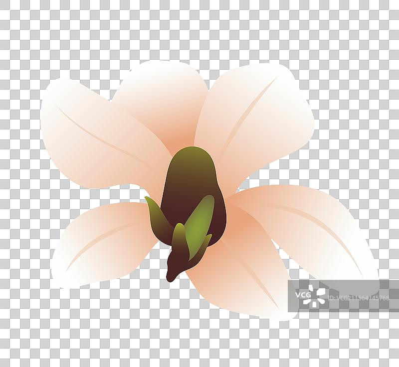 白玉兰紫玉兰花卉矢量插画元素图片素材