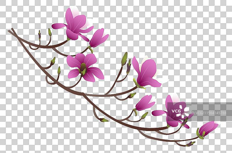 白玉兰紫玉兰花卉矢量插画元素图片素材