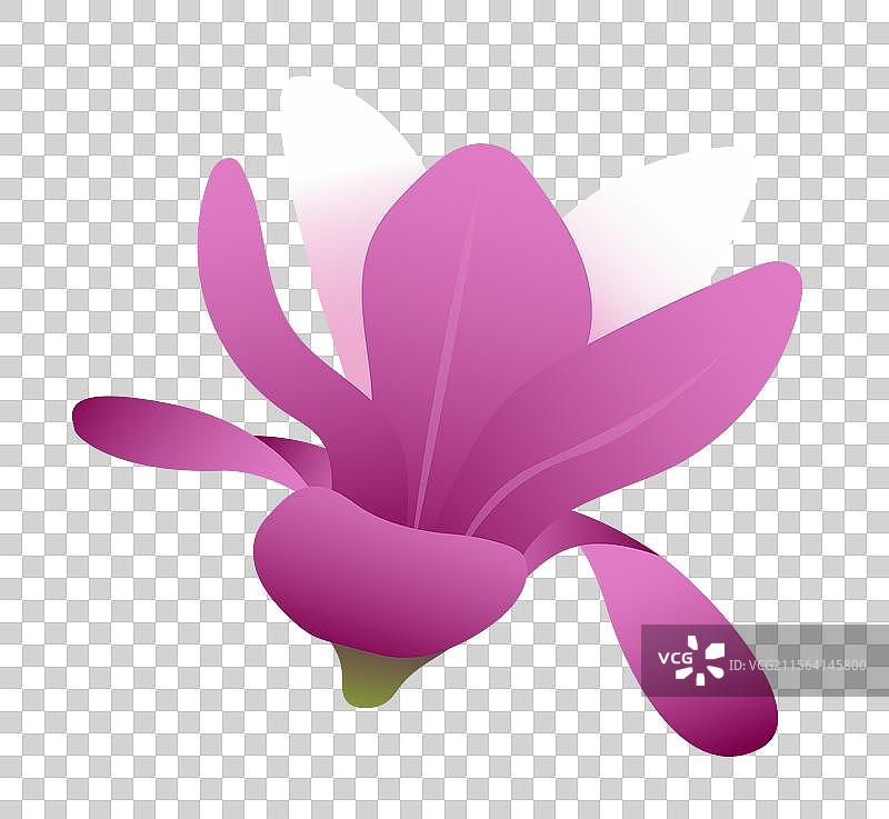 白玉兰紫玉兰花卉矢量插画元素图片素材