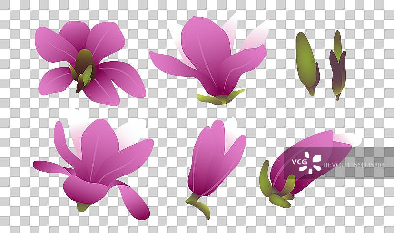 白玉兰紫玉兰花卉矢量插画元素图片素材