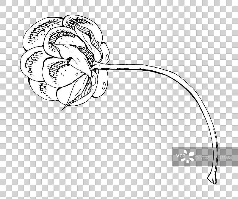 云莓、覆盆子、黑刺李果实与叶子和花瓣图片素材