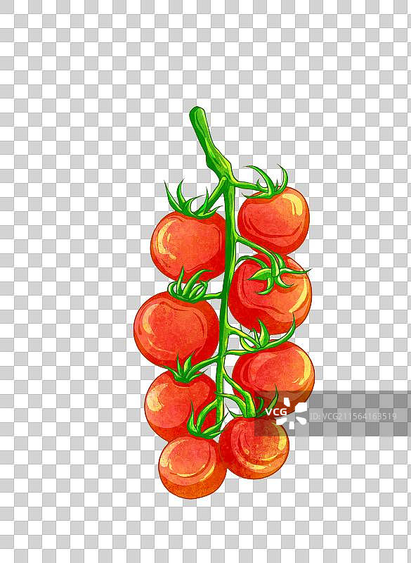 西红柿圣女果小番茄图片素材