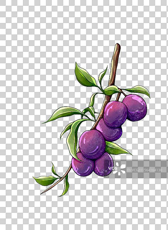 水果李子图片素材