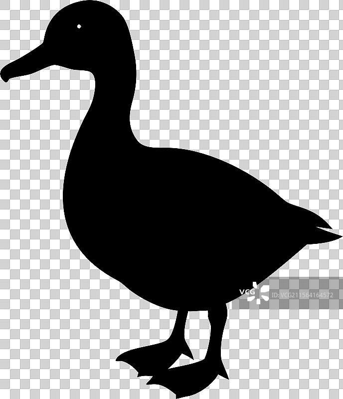 黑色鸭子剪影标志，孤立在白色背景上图片素材