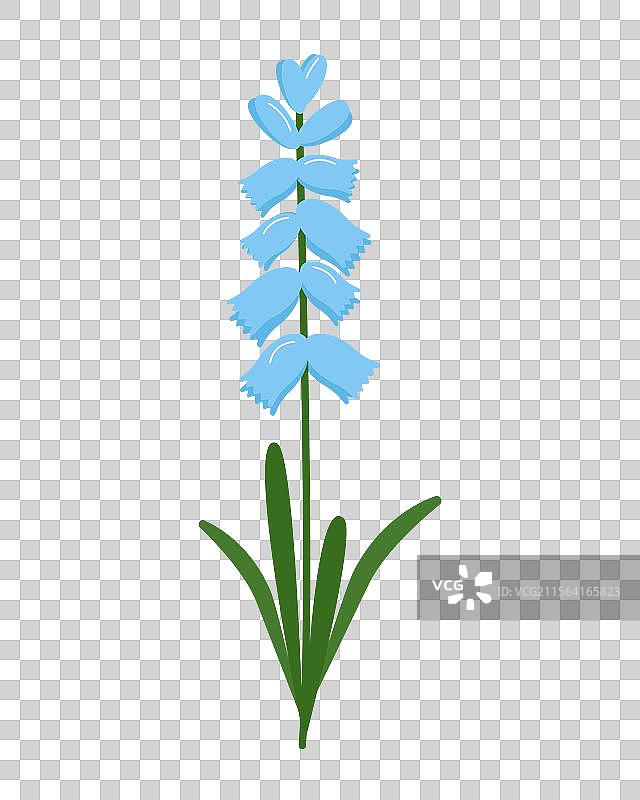 蓝色蓝钟花孤立在白色背景上图片素材