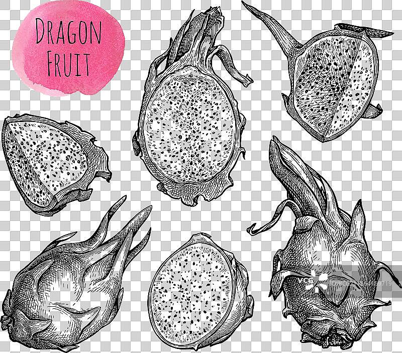 火龙果墨水素描套装图片素材