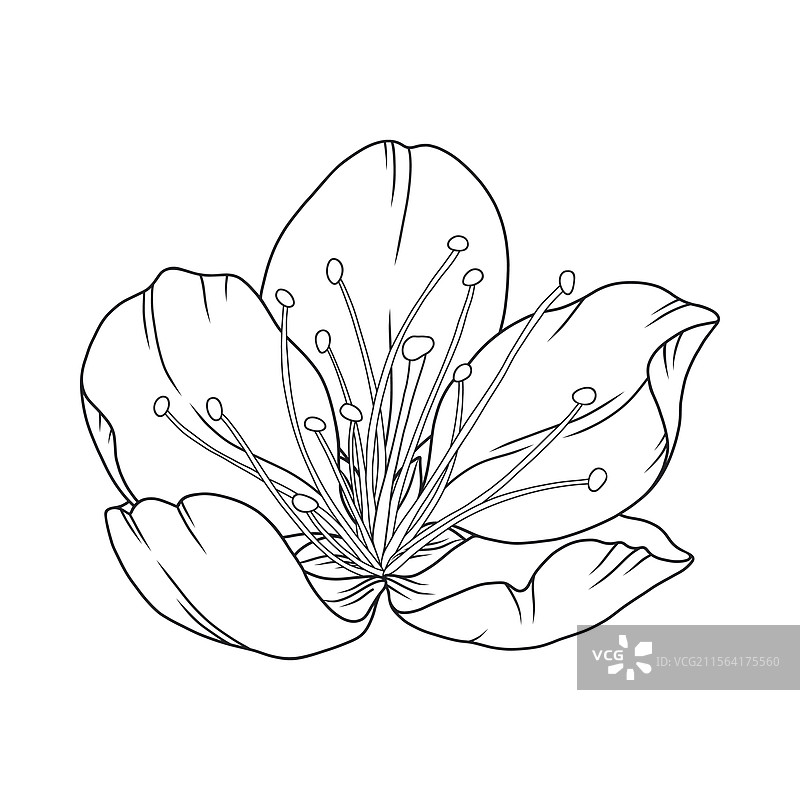 优美的杏花与优雅的细线图片素材