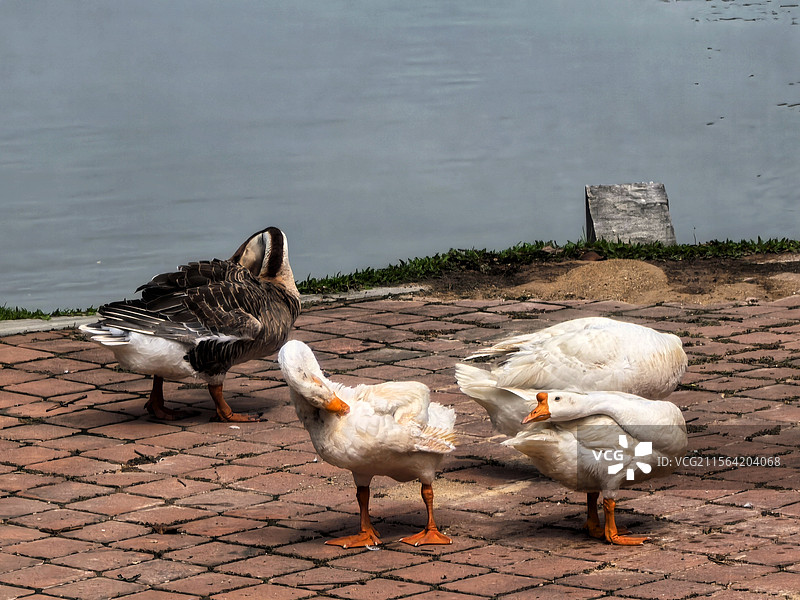 梳理妆容图片素材