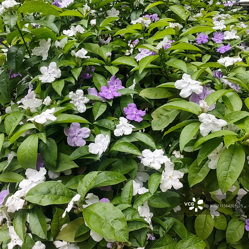 双色鸳鸯茉莉图片素材