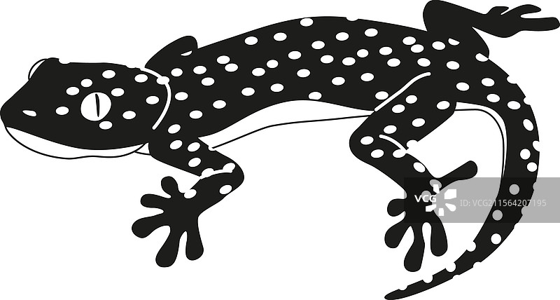 异域的黑白巨蜥图片素材