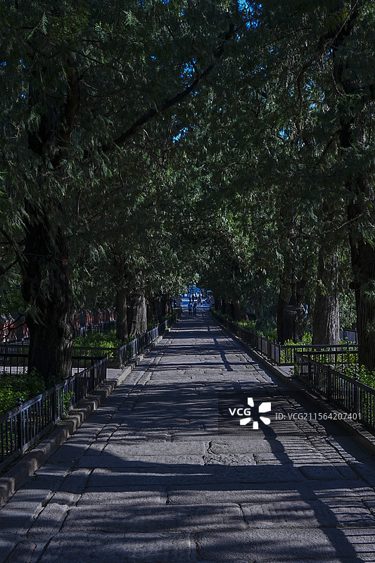 卧佛寺古柏耸列，树影斑驳，夹道参天，且古道徐徐升高，使人感觉从尘世一步步走近佛境，庄严肃穆很是震撼。图片素材