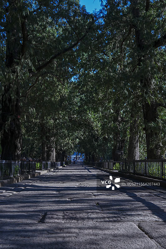 卧佛寺古柏耸列，树影斑驳，夹道参天，且古道徐徐升高，使人感觉从尘世一步步走近佛境，庄严肃穆很是震撼。图片素材