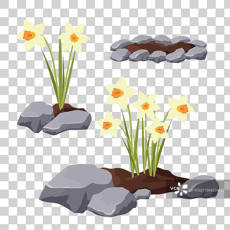 用石头围成的水仙花花坛图片素材